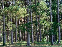 pine-forest1024.jpg