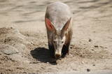 AArdvark.jpg