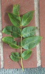 leaf 2.jpg