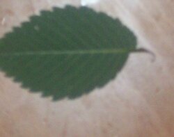 leaf 4.jpg