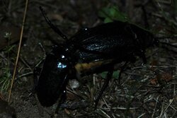 bug sex A.jpg