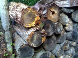 Oak rounds w/ fungi bark