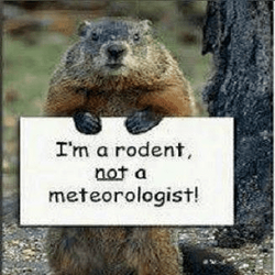 groundhog meteorologist.png
