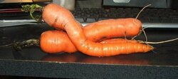 crazy carrot.jpg
