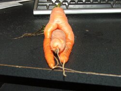 crazy carrot1.jpg