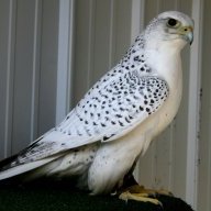 gyrfalcon