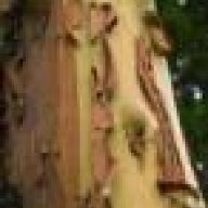 madrone