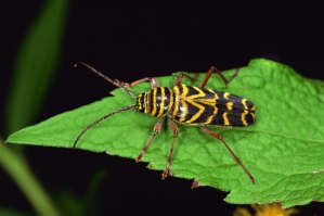 Yellow & Black Bugs: What is it??