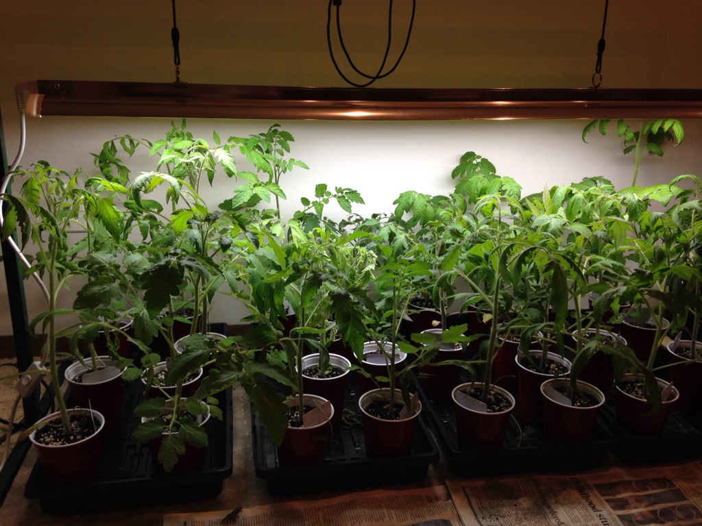 Garden - tomato seedlings too big?