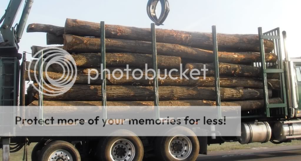 Load of logs showed up today