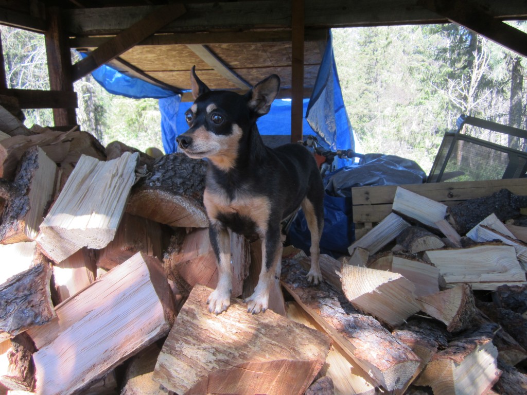 Does anyone else have a Miniature Wood Stack Terrier?