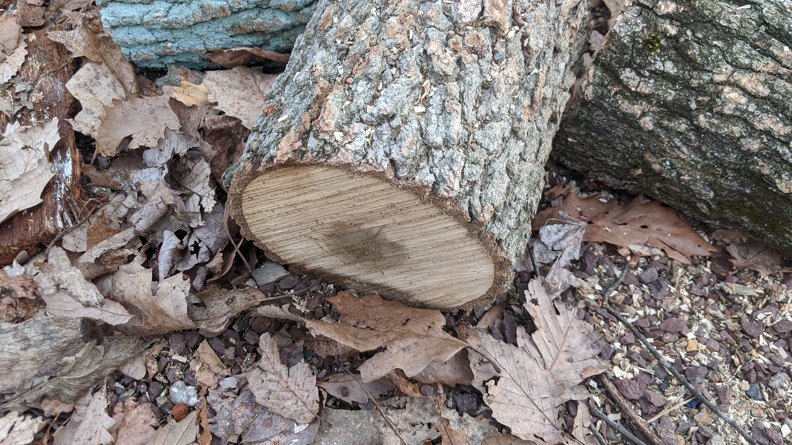 Another wood identification thread