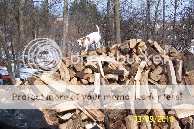 wood pile update