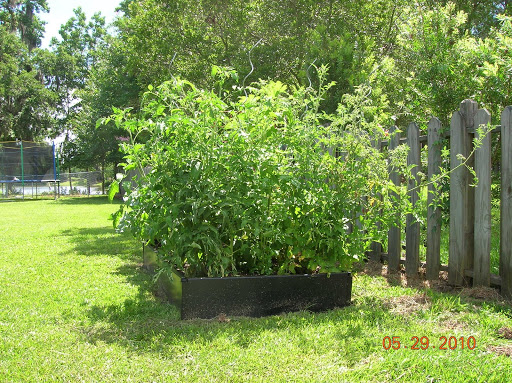 Garden - tomato seedlings too big?