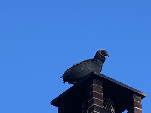 What’s on my chimney?
