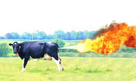 farting-cow.jpg