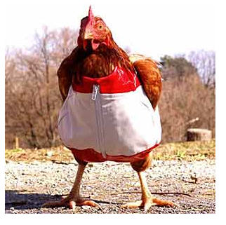 Chicken-dressed-for-dinner-No-not-me.jpg