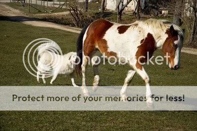 12030605-horse-and-white-big-dog-in-the-meadow.jpg