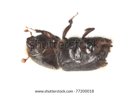 stock-photo-bark-borer-isolalted-on-white-background-extreme-close-up-with-high-magnification-this-beetle-is-77200018.jpg