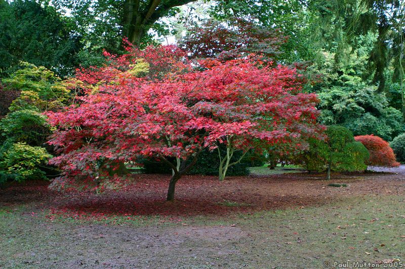 Autumn_Colours_Pink_Japanese_Maple_IMG_0324.jpg