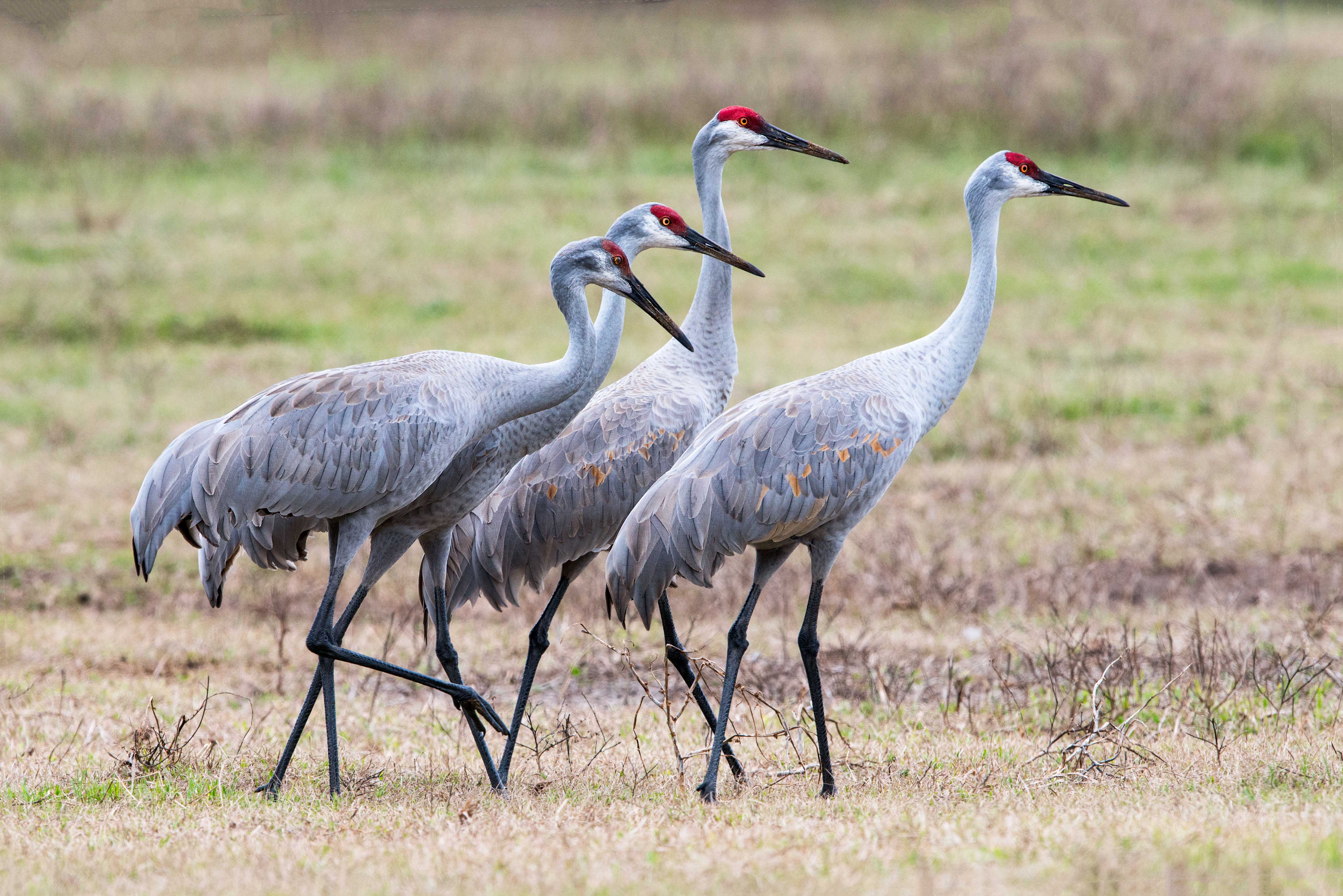 four-sandhill-cranes.jpg