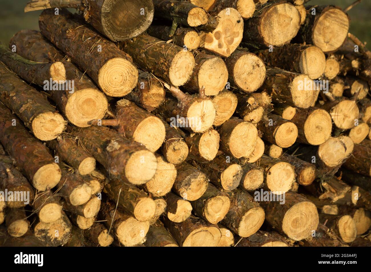 round-sections-of-logs-in-a-stack-with-firewood-close-up-wooden-rural-background-cottage-core-nature-ecology-solid-fuel-copy-space-2G3A4FJ.jpg