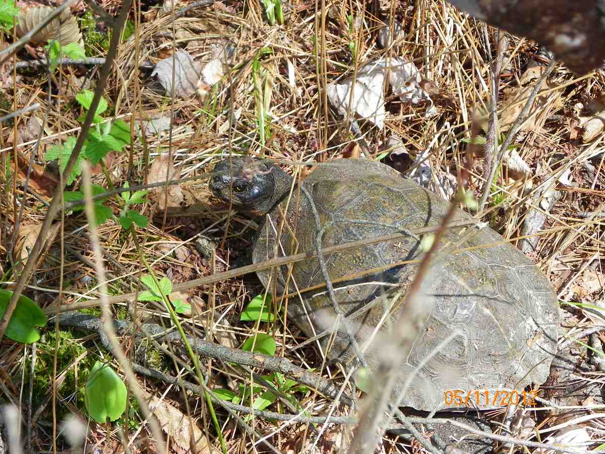 Woodlands Turtle