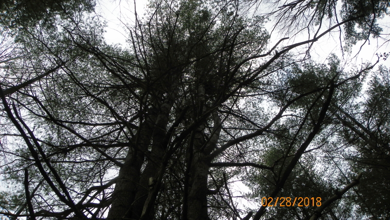 Damaged White Pine