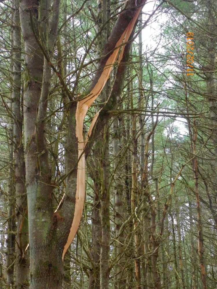 Diseased Pine Trees