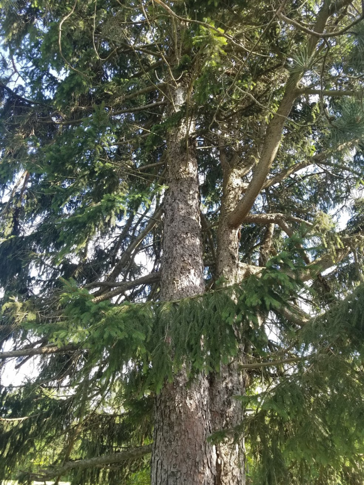 East Coaster First Pine and Spruce Scrounge and Id