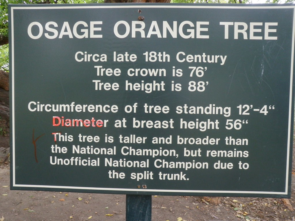 Interesting/Unusual/Unique Trees