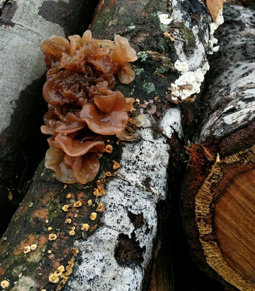 Fungus. Ignore or a problem?I