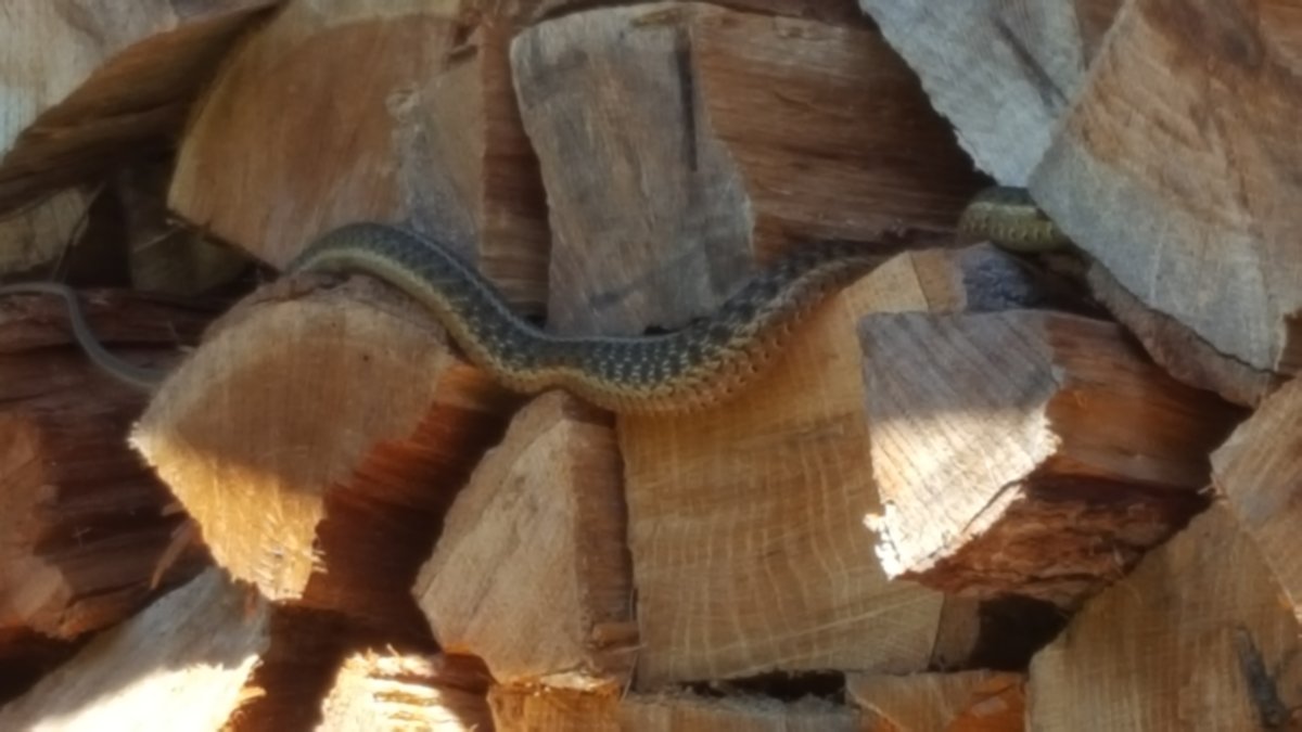 Snakes and Wood Storage
