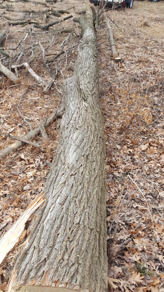 Help Identifying Yellowish Stringy Wood
