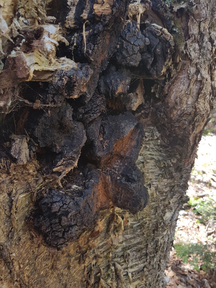 Chaga - for folks that cut white and yellow birch
