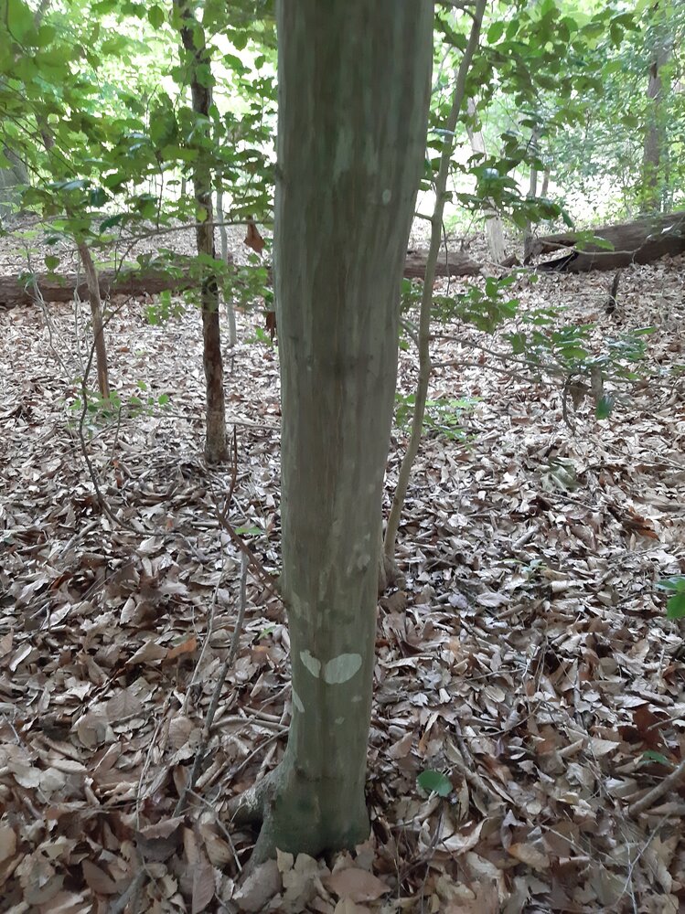Tree ID