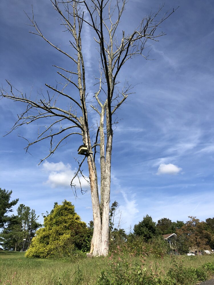 Advice on how to approach the job. Need to drop a tree