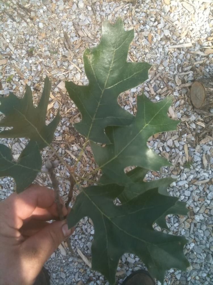 Which Oak?