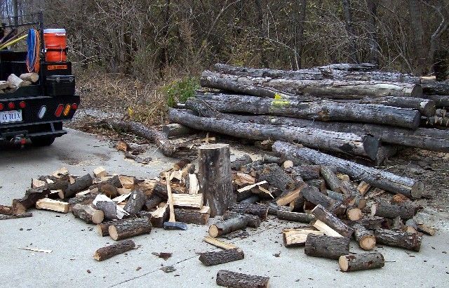 Opinions on Siberian Elm for firewood