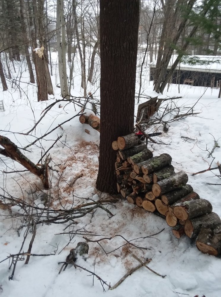 Finally Got Around to That Downed Maple Tree