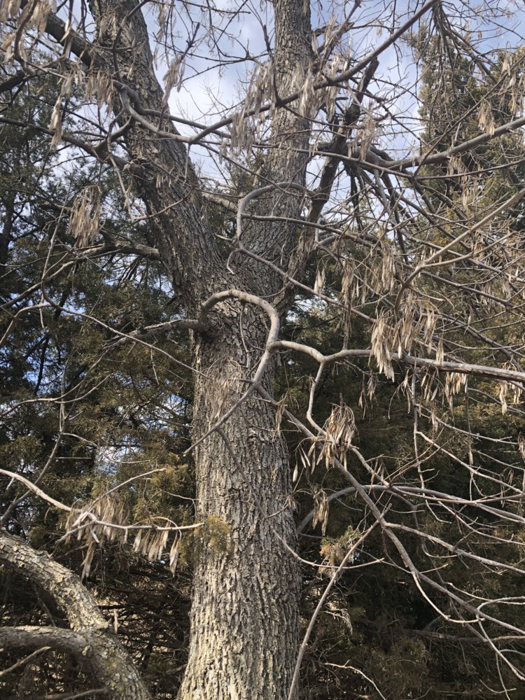 Early season tree ID