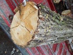 New scrounge - wood id question