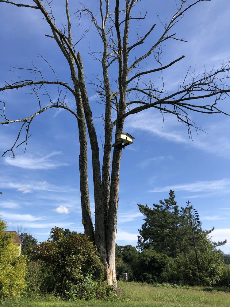 Advice on how to approach the job. Need to drop a tree