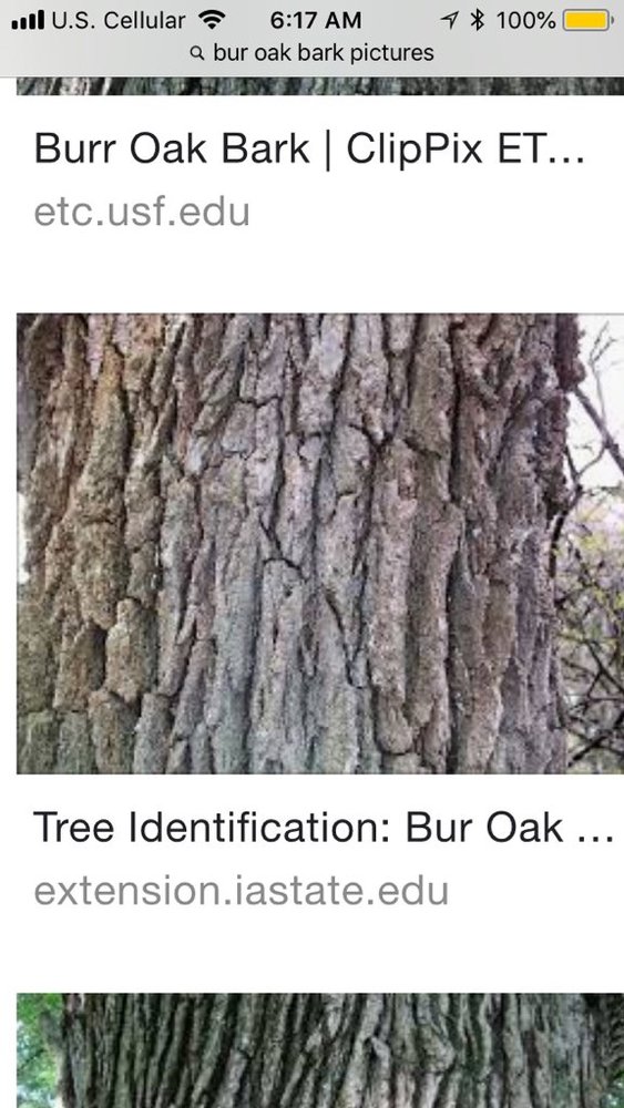 Is this Oak