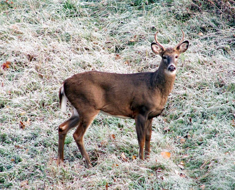Wildlife pics part II - 2010 deer season
