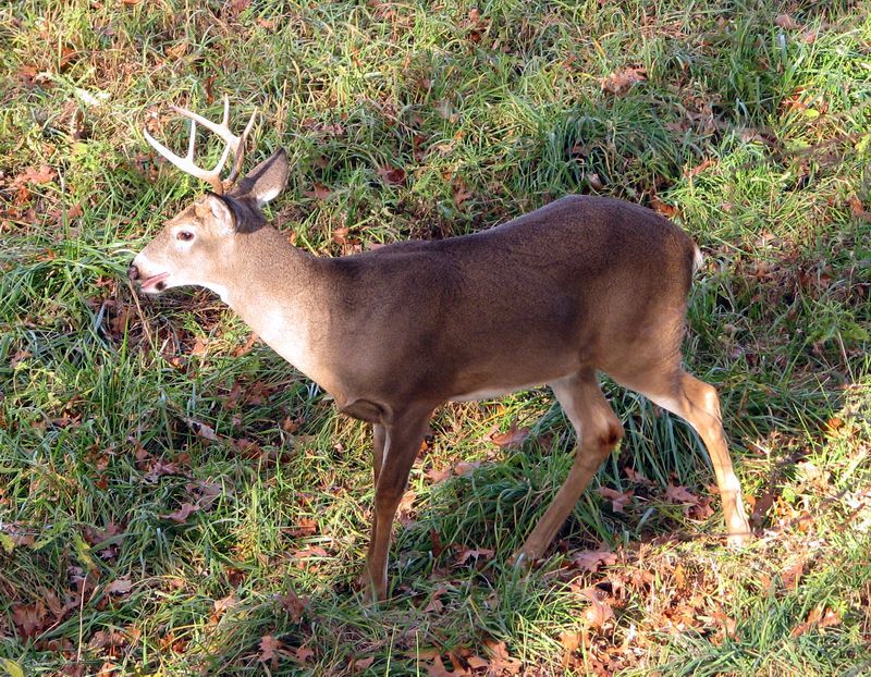 Wildlife pics part I - 2010 deer season
