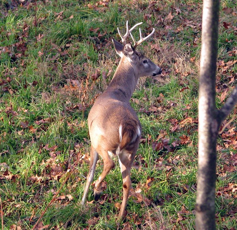 Wildlife pics part I - 2010 deer season