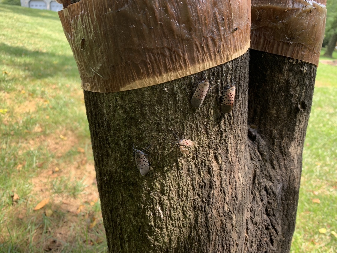 Never mind EAB, Spotted Lanternfly is worse