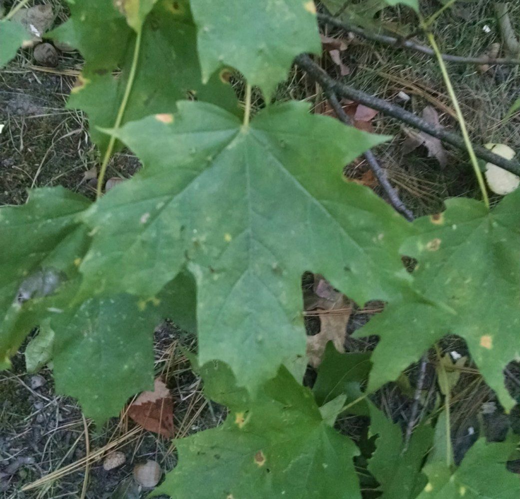 Maple ID by leaf