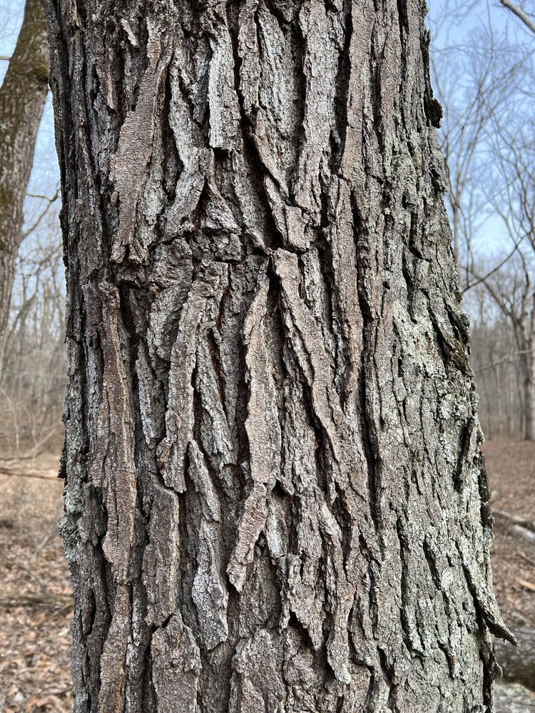 Wood ID: Hickory or Ash?